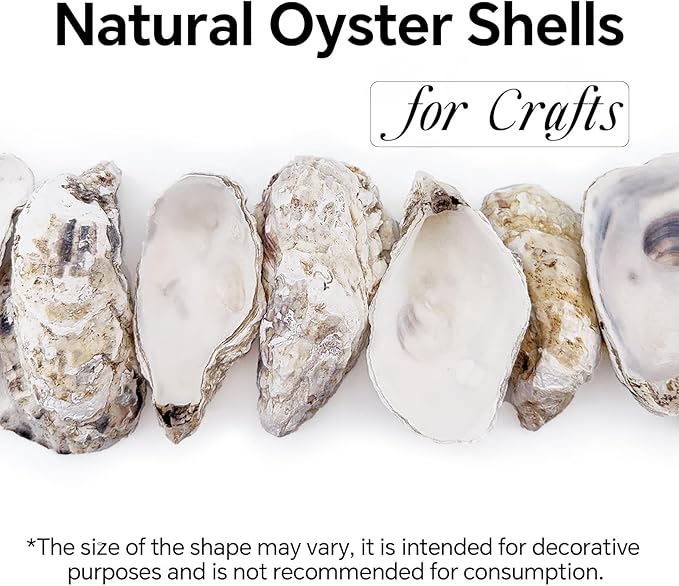 20PCS 3"-4" Medium Oyster Shells - Image 3