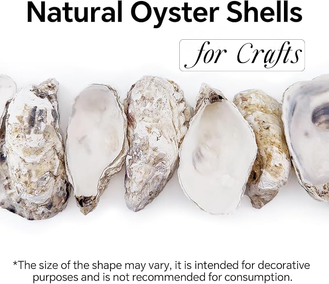 20PCS 5"-6" Extra Large Oyster Shells - Image 3