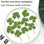 48 Pcs Mix Natural Dried Pressed 4 Leaf Clover - Image 3