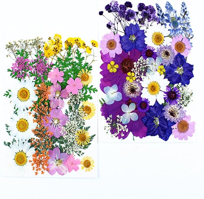 35Pcs Dried Pressed Flowers for Resin DIY Art Crafts Natural Dry Floral Daisy - Image 3
