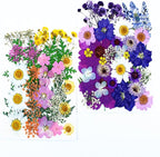 35Pcs Dried Pressed Flowers for Resin DIY Art Crafts Natural Dry Floral Daisy - Image 3