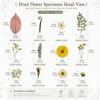 LUXEEASE 100P Vintage Warm Tone Dried Pressed Flowers | Cream caramel yellow - Image 7