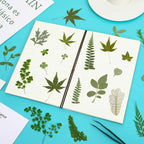Augshy Pressed Dried Leaves Flowers, Scrapbooking - Image 4