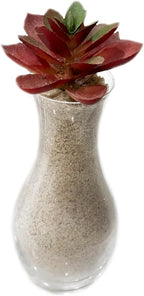 2 Pounds Natural Decorative Real Sand - Image 6