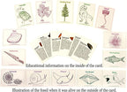 DANCING BEAR Fossil Collection Sorting Activity Kit - Image 3