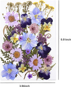 33pcs Dried Pressed Flowers for Crafts Resin DIY Art Natural Dry Floral Pansy - Image 4