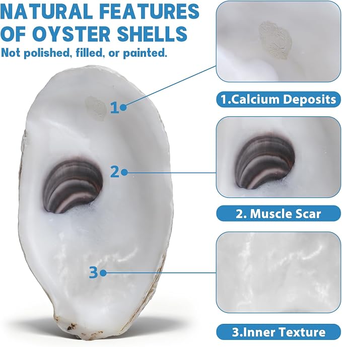 30PCS 3"-4" Flat Oyster Shells, Natural Seashells - Image 6