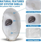 30PCS 4"-5" Flat Oyster Shells, Large Natural Oyster Shells - Image 5