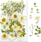 36Pcs Dried Pressed Flowers for Resin DIY Art Crafts Natural Dry Floral Daisy - Image 2