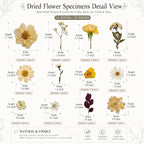 LUXEEASE 100P Vintage Warm Tone Dried Pressed Flowers | Cream caramel yellow - Image 6
