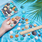 PH PandaHall 50~56pcs Dyed Natural Conch Shell Beads Drilled Tiny Scallop Sea - Image 3