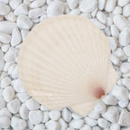 10 PCS 4-5 Inch Large Scallop Shells - Image 5