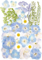 Real Dried Pressed Flowers Leaf Plant Herbarium by AHTONG