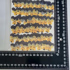 YUNZHI Natural Pansy Dried Pressed Flowers - Image 3