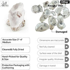 20PCS 3"-4" Medium Oyster Shells - Image 4