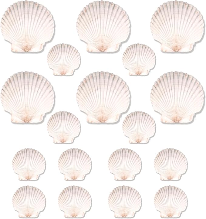 20PCS Natural Scallop Shells for Crafts & Baking by PremiumYardSignsJoyfulPartyEssentialsForEverysingleHome