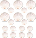 20PCS Natural Scallop Shells for Crafts & Baking by PremiumYardSignsJoyfulPartyEssentialsForEverysingleHome