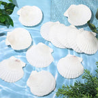 GlikCeil 50 Pcs Sea Shell for Crafting Natural Large Scallop White Oyster - Image 3