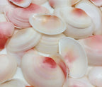 PEPPERLONELY Pink Clam Sea Shells, 4 OZ Apprx. 70 PC Shells, 1 Inch ~ 1-7/8 Inch by PEPPERLONELY