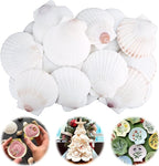 30PCS Scallop Shells for Crafts 2''-3'' Natural White Large Shells Decoration by PremiumYardSignsJoyfulPartyEssentialsForEverysingleHome