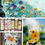 Dried Pressed Flowers - Image 4