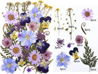 33pcs Dried Pressed Flowers for Crafts Resin DIY Art Natural Dry Floral Pansy - Image 2