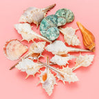 10 PCS+ Small Conch Shells Natural Sea Shells, Fish Tank and Vase Filler - Image 3