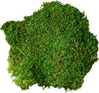SuperMoss Sheet Moss – Flat Moss - Image 2
