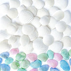 68 Pcs Small Natural Scallop Seashells 1-1.5 Inch Decorative Sea Shells | DIY by HappyFiller