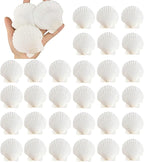 30PCS Natural Scallop Shells 2.3''-3'' White Sea Shells by Unknown