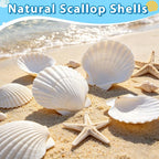 20Pcs 3-4 Inch Scallop Shells for Crafts, Natural White Scallop Shells for - Image 2