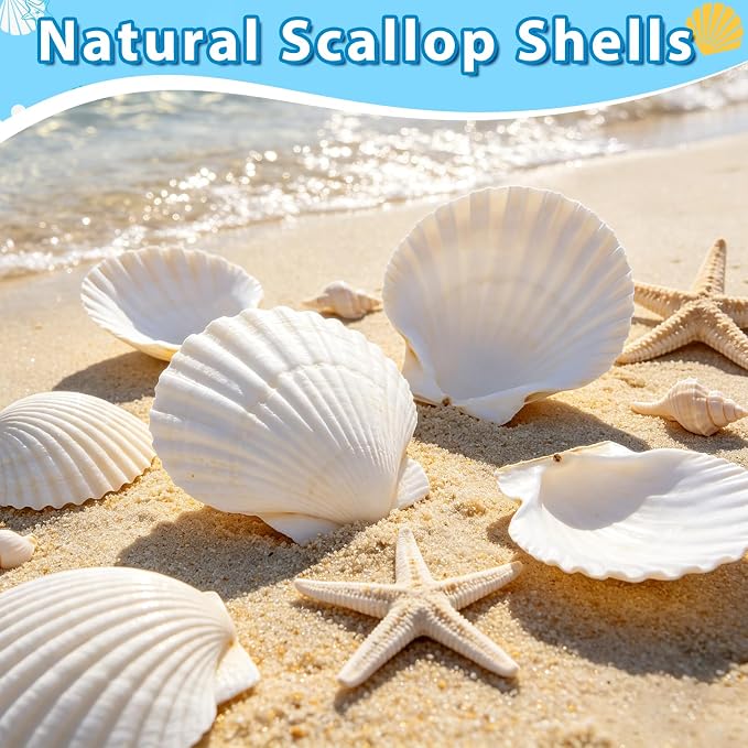 20Pcs 3-4 Inch Scallop Shells for Crafts, Natural White Scallop Shells for - Image 2