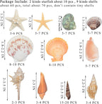 Sea Shells Mixed Beach Seashells 9 Kinds 1.2"-3.5 "Various Sizes Natural - Image 2