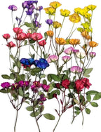 8 Types Real Dried Pressed Rose Flowers Plant Herbarium by AHTONG