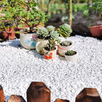 YISZM 10LB Succulent and Cactus Gravel, 1/5 Inch White Natural Decorative - Image 4
