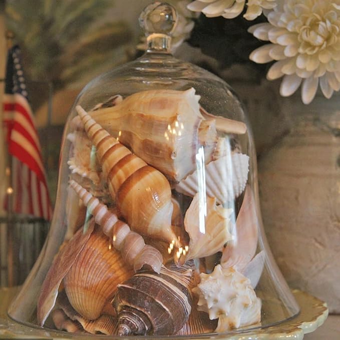 JQAQJU Sea Shells Mixed Beach Seashells 20 Kinds, 1.5"-5.5" Various Sizes Large - Image 4