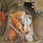 JQAQJU Sea Shells Mixed Beach Seashells 20 Kinds, 1.5"-5.5" Various Sizes Large - Image 4