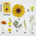 Woohome 44 PCS Orange Real Pressed Flowers, Dried Pressed Flowers - Image 5