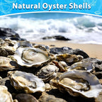 30Pcs Large Flat Oyster Shells for Crafts, 5-6 Inch Cleaned Natural Oyster - Image 3