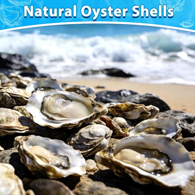 30Pcs 4-5 Inch Concave Large Oyster Shells - Image 3