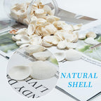 Natural Tiny Sea Shells Small White Clam Shells - Image 5