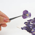 25PCS Dried Violet Flower, Natural Pressed Colorful Real Dry Petals Flowers - Image 3