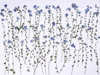 48 Pcs Natural Dried Pressed Forget-me-not Flowers by AHTONG