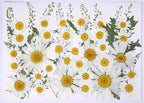 48 Pcs Natural Dried Pressed Daisy Flowers by AHTONG