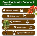 Bonsai Tree Kit for Beginners - Image 4