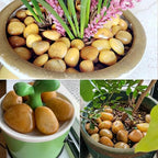 YISZM 10lbs Yellow River Rocks, 2-3 Inch Natural Pebbles - Image 3