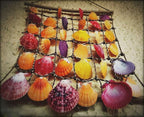 Sea Shells Mixed Beach Seashells 9 Kinds 1.2"-3.5 "Various Sizes Natural - Image 7