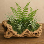 Koyal Wholesale 10" Hollow Grapewood Branch Decor 1Pcs Grapewood Centerpiece - Image 4