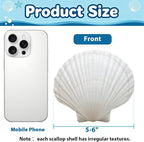 20PCS Extral Large Scallop Shells 5-6 Inch White - Image 2