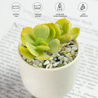 FANTIAN 2 lbs Jade Rocks for Plants Indoor, 1/4 inch Small Pebbles for Plants - Image 6